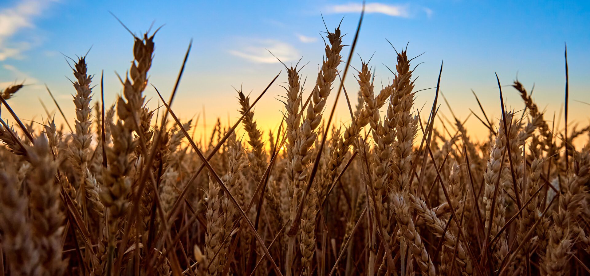 Golden field with ripe wheat ear